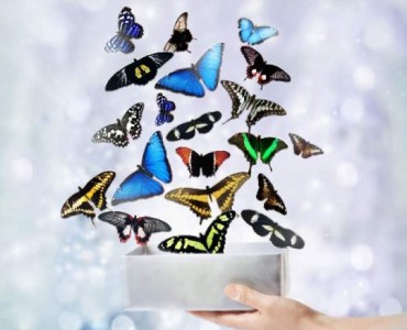 Салют из 20 бабочек